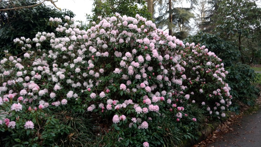 Rhododendron spp plantplacesimage20170304_165712.jpg