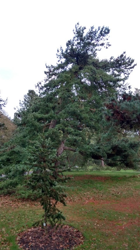 Pinus parviflora plantplacesimage20170304_170644.jpg