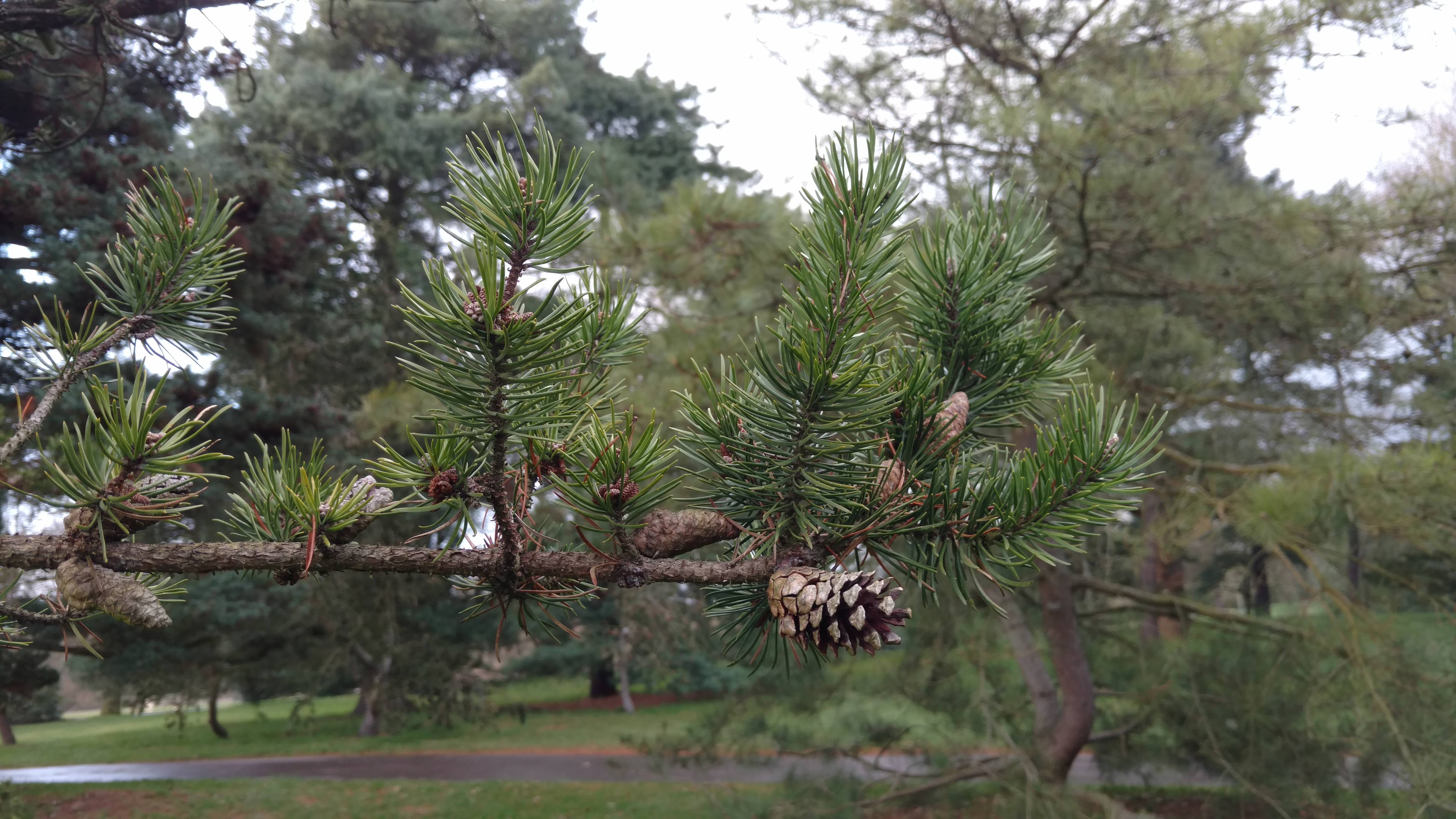 Pinus banksiana plantplacesimage20170304_170908.jpg