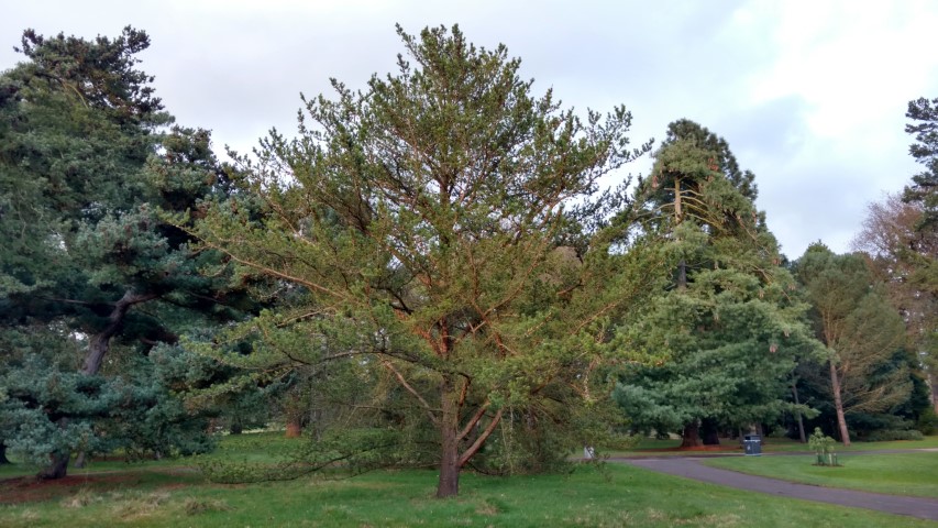 Pinus banksiana plantplacesimage20170304_170929.jpg