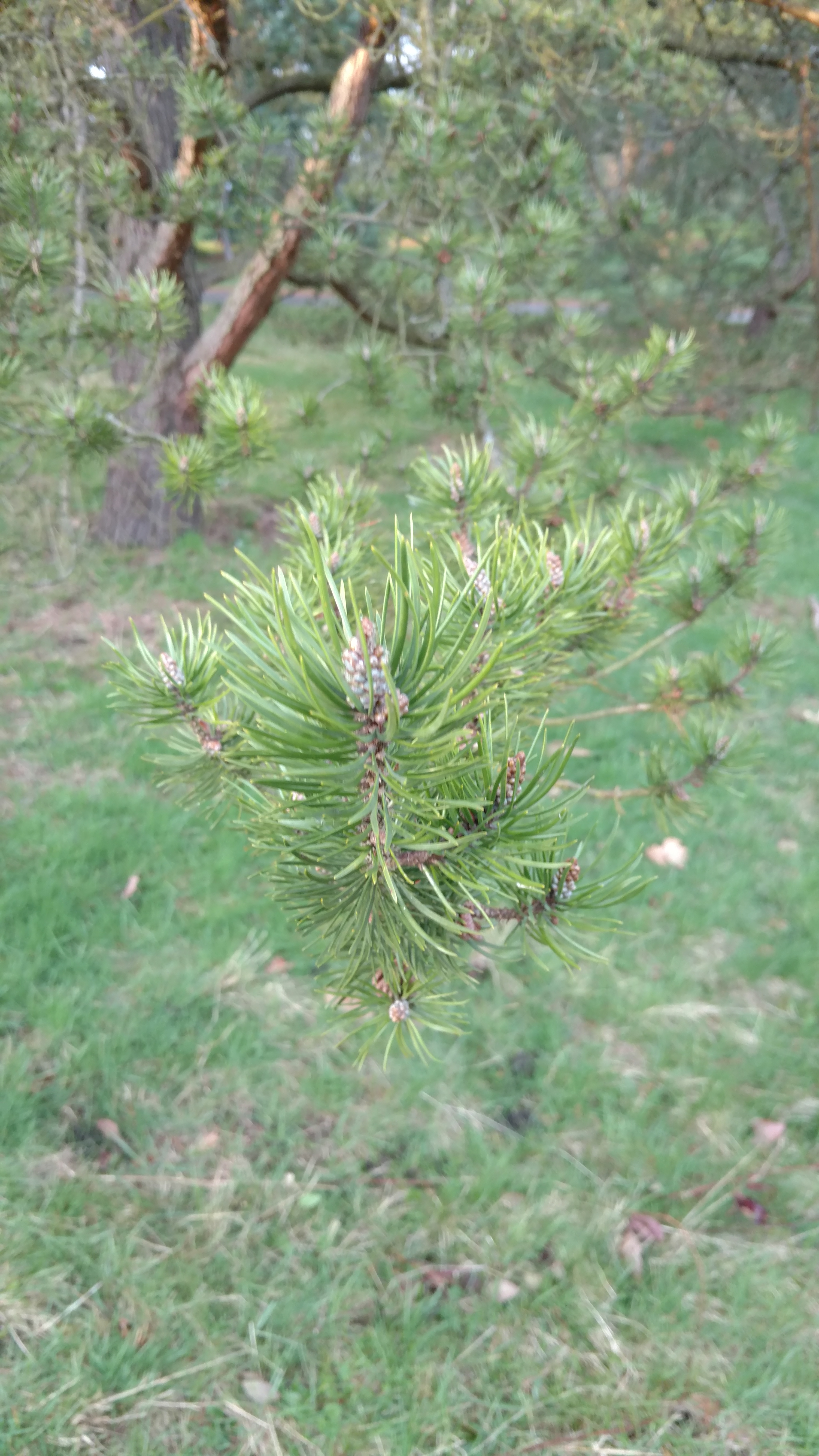 Pinus banksiana plantplacesimage20170304_170951.jpg