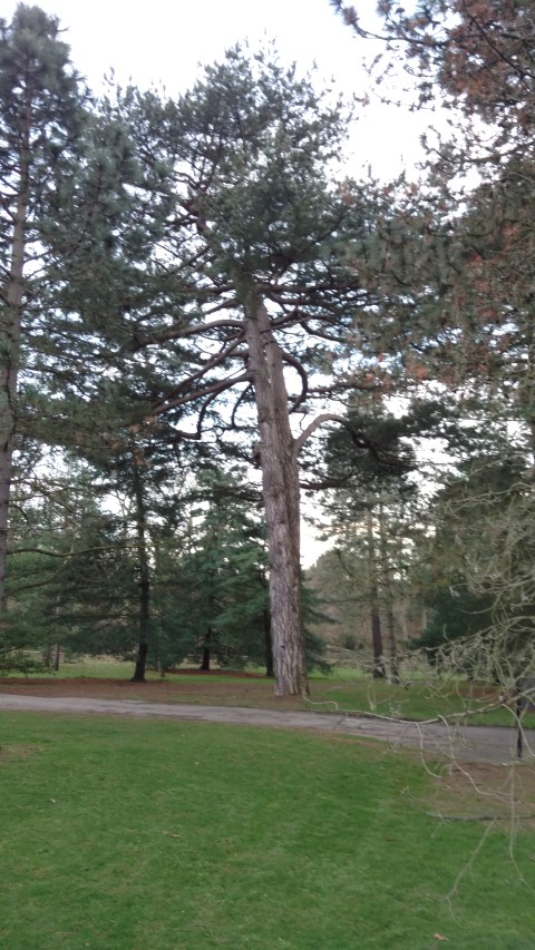 Pinus nigra plantplacesimage20170304_171907.jpg