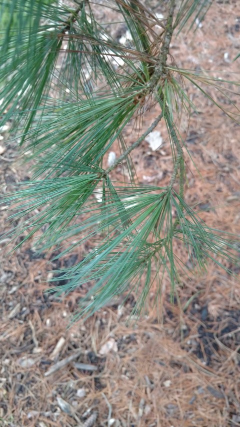 Pinus chiapensis plantplacesimage20170304_172020.jpg