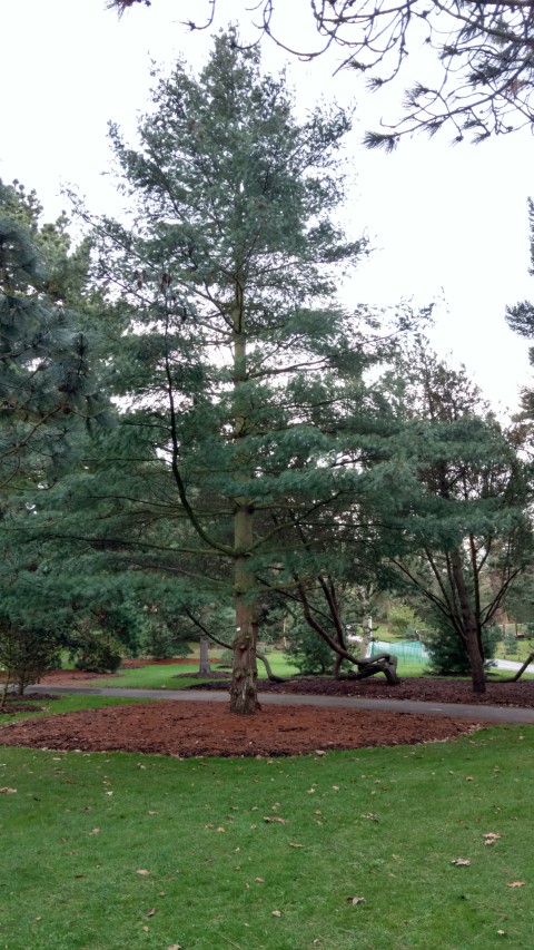 Pinus chiapensis plantplacesimage20170304_172051.jpg