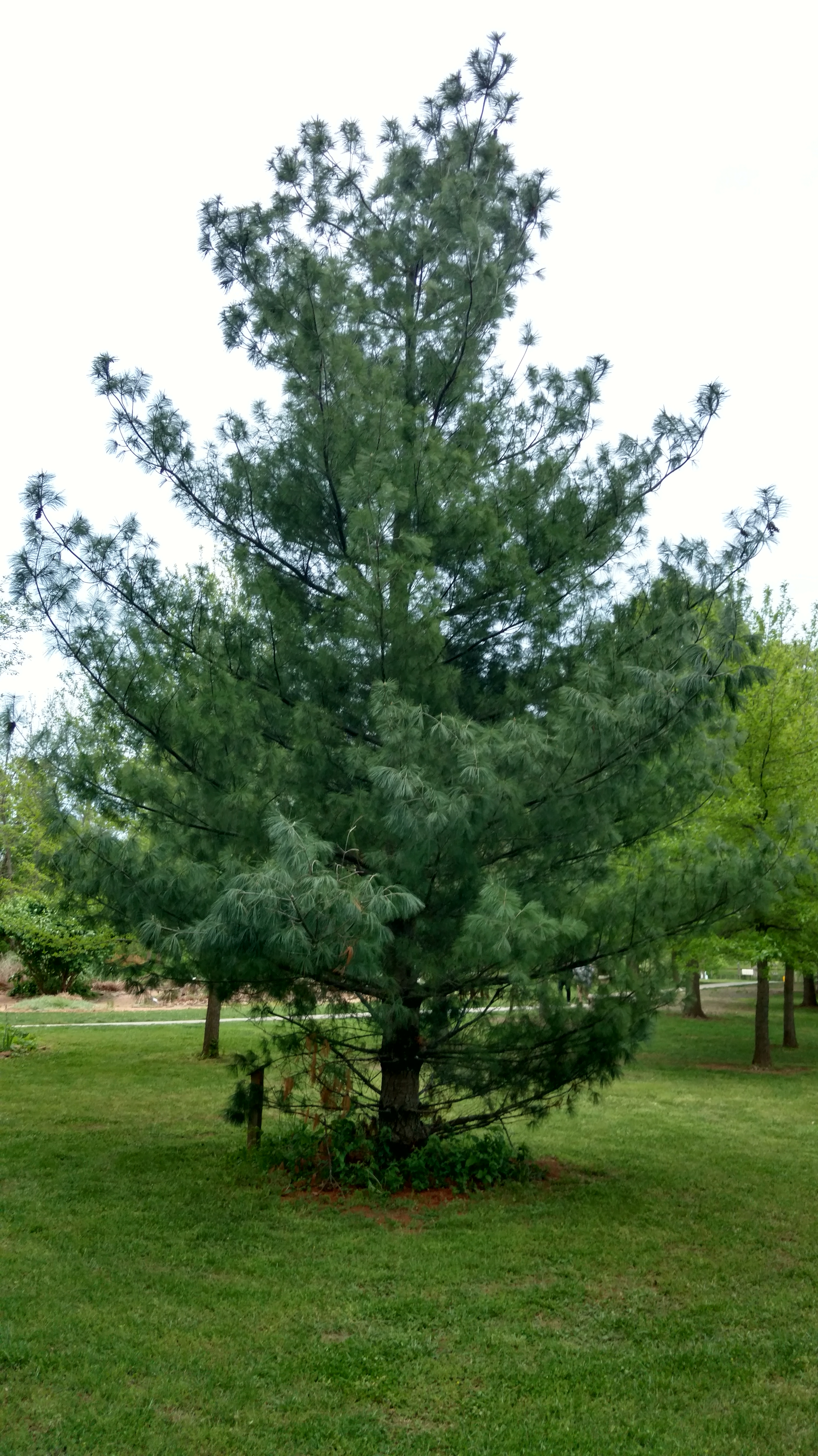Pinus strobus plantplacesimage20170427_193939.jpg