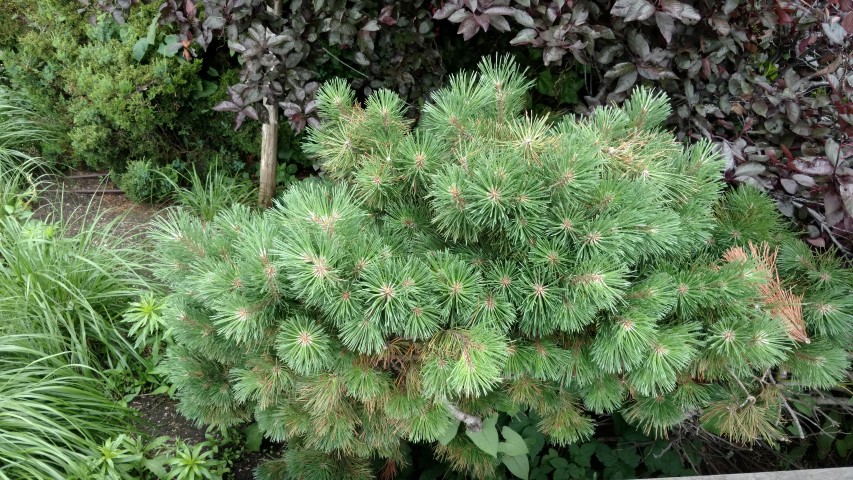 Pinus mugo plantplacesimage20170623_145247.jpg
