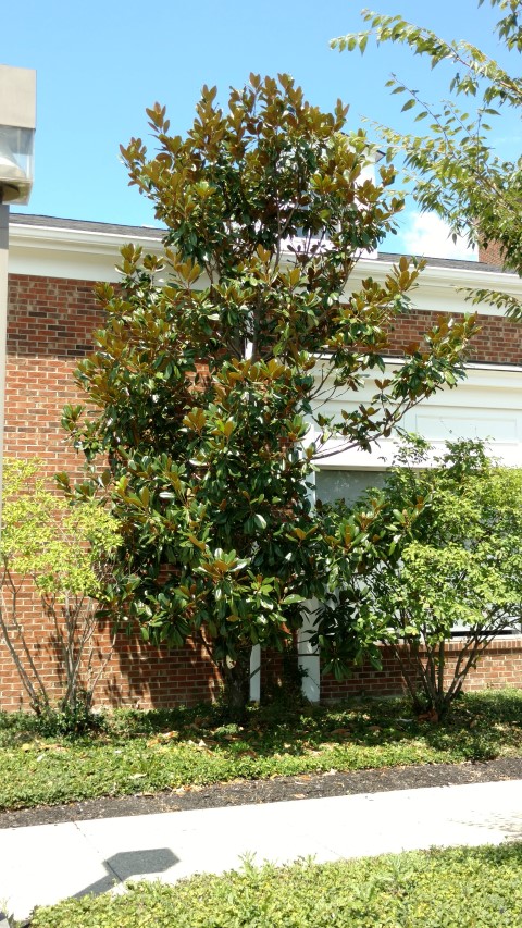 Magnolia grandiflora plantplacesimage20170730_125133.jpg