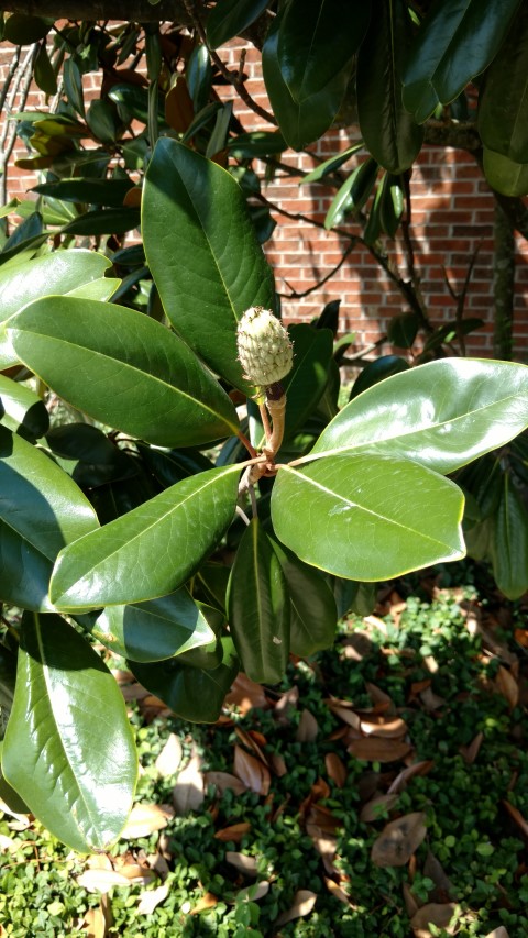 Magnolia grandiflora plantplacesimage20170730_125207.jpg