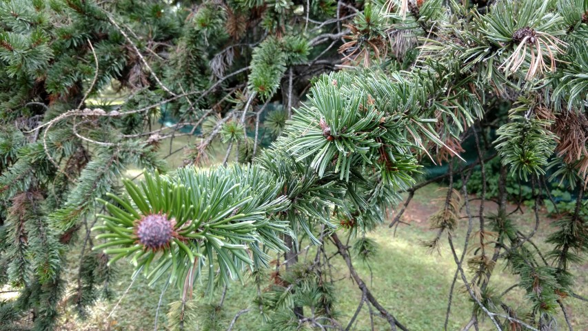 Pinus aristata plantplacesimage20170812_154425.jpg