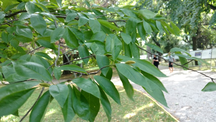 Magnolia salicifolia plantplacesimage20170812_161610.jpg