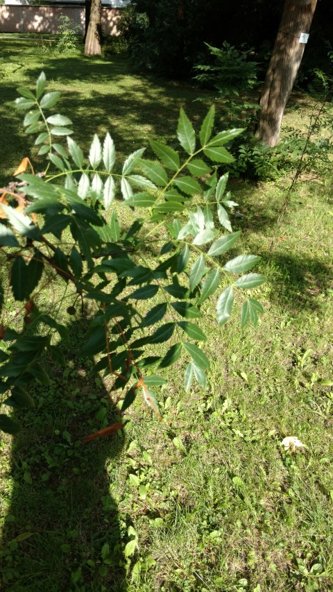 Xanthoceras sorbifolium plantplacesimage20170812_163052.jpg