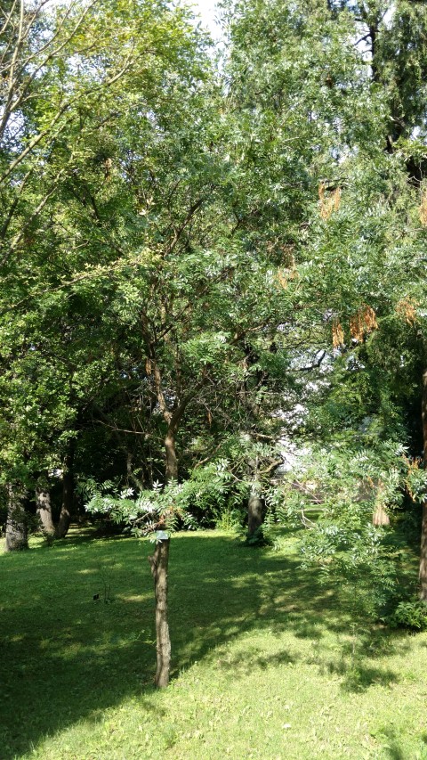 Xanthoceras sorbifolium plantplacesimage20170812_163111.jpg