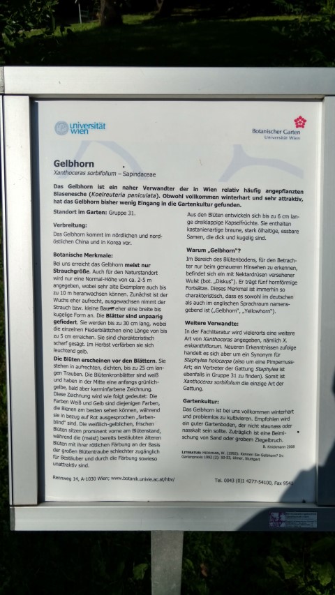 Xanthoceras sorbifolium plantplacesimage20170812_163124.jpg