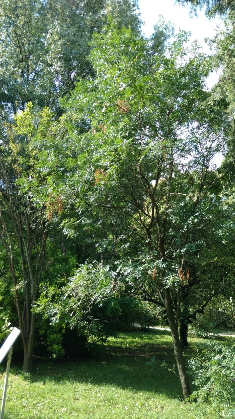 Xanthoceras sorbifolium plantplacesimage20170812_163143.jpg