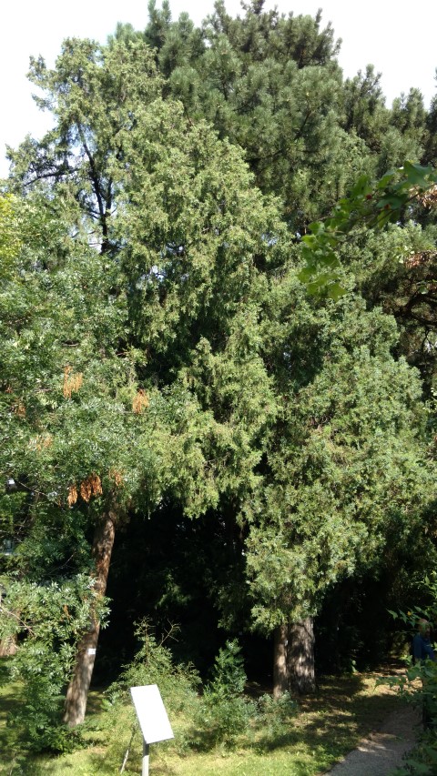 Platycadus orientalis plantplacesimage20170812_163259.jpg