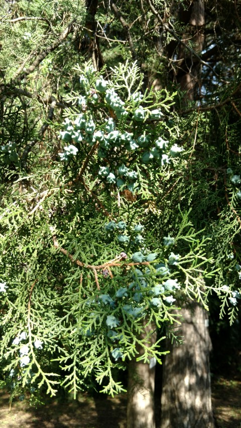 Platycadus orientalis plantplacesimage20170812_163321.jpg