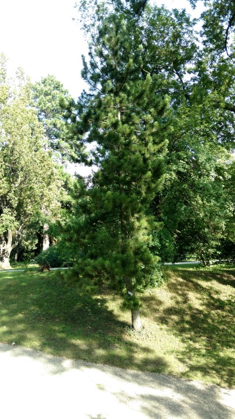Pinus heldreichii plantplacesimage20170812_164753.jpg