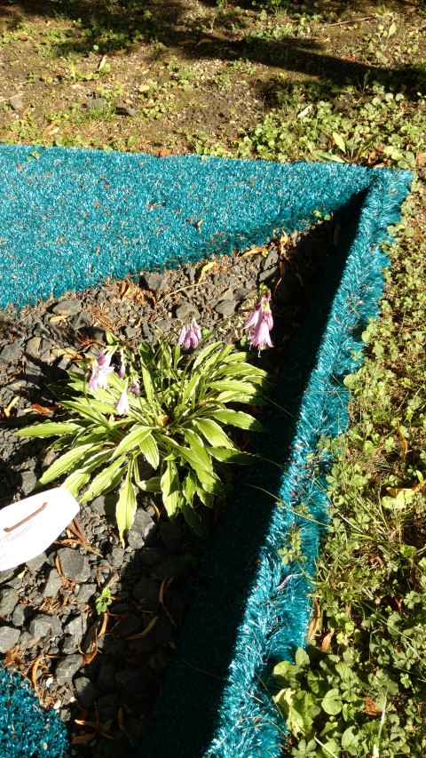 thujopsis dolobrata plantplacesimage20170812_165324.jpg