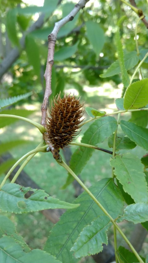 Platycaria strobilacea plantplacesimage20170812_170558.jpg