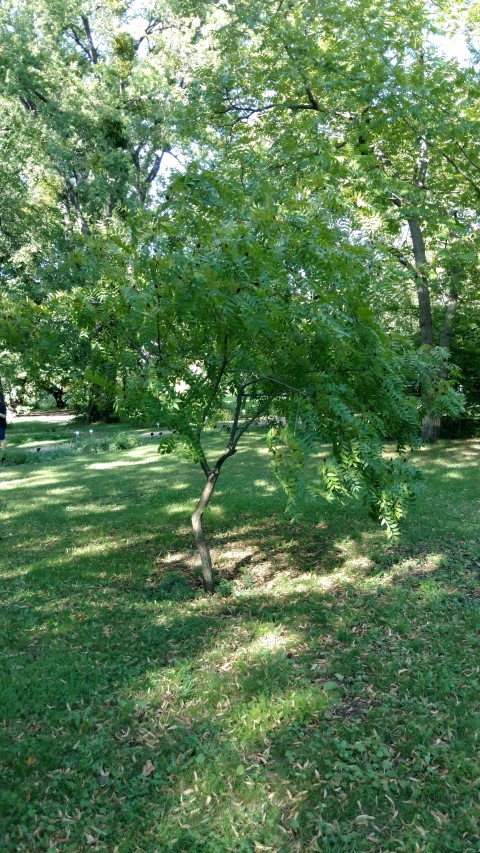 Platycaria strobilacea plantplacesimage20170812_170620.jpg