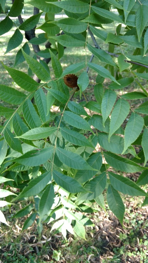Platycaria strobilacea plantplacesimage20170812_170635.jpg