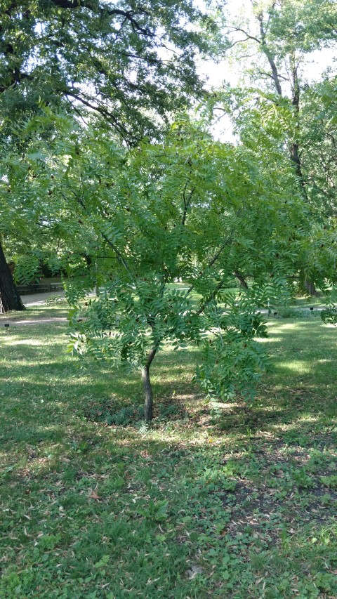 Platycaria strobilacea plantplacesimage20170812_170653.jpg