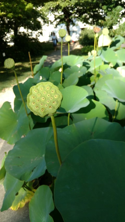Nelumba nucifera plantplacesimage20170812_173356.jpg