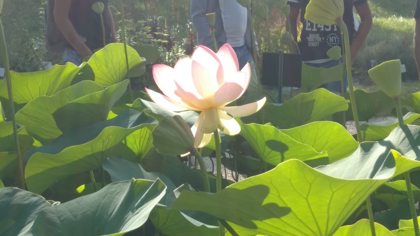 Nelumba nucifera plantplacesimage20170812_173413.jpg