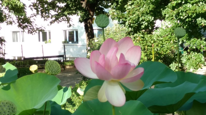 Nelumba nucifera plantplacesimage20170812_173432.jpg