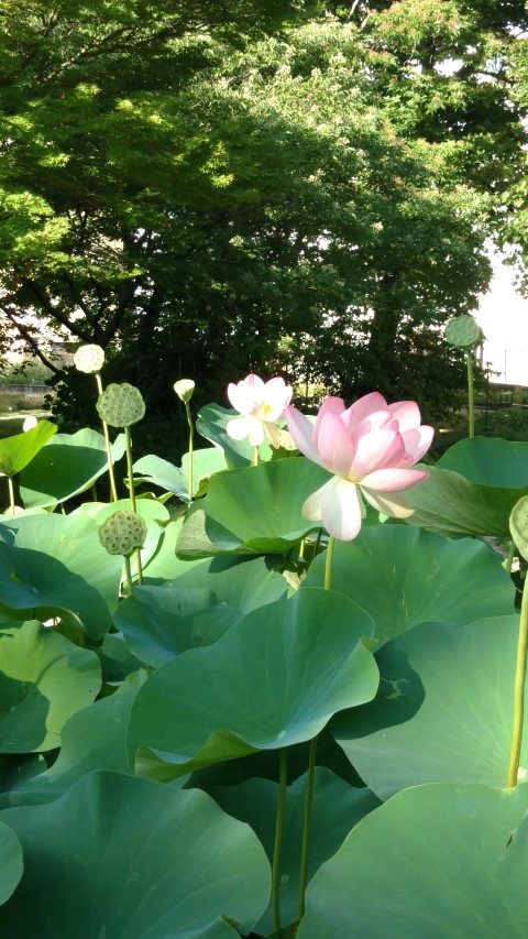 Nelumba nucifera plantplacesimage20170812_173448.jpg