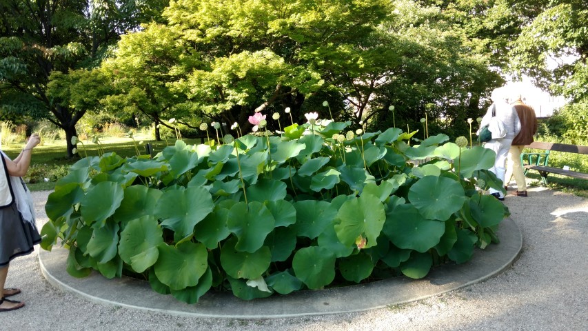 Nelumba nucifera plantplacesimage20170812_173459.jpg