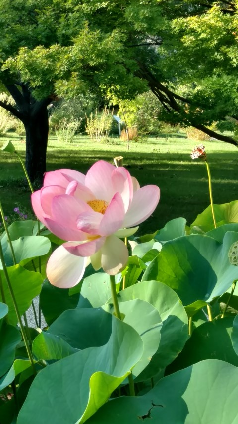 Nelumba nucifera plantplacesimage20170812_173510.jpg
