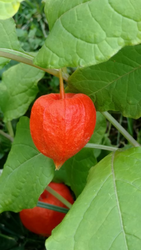 Physalis alkekengi plantplacesimage20170812_174250.jpg