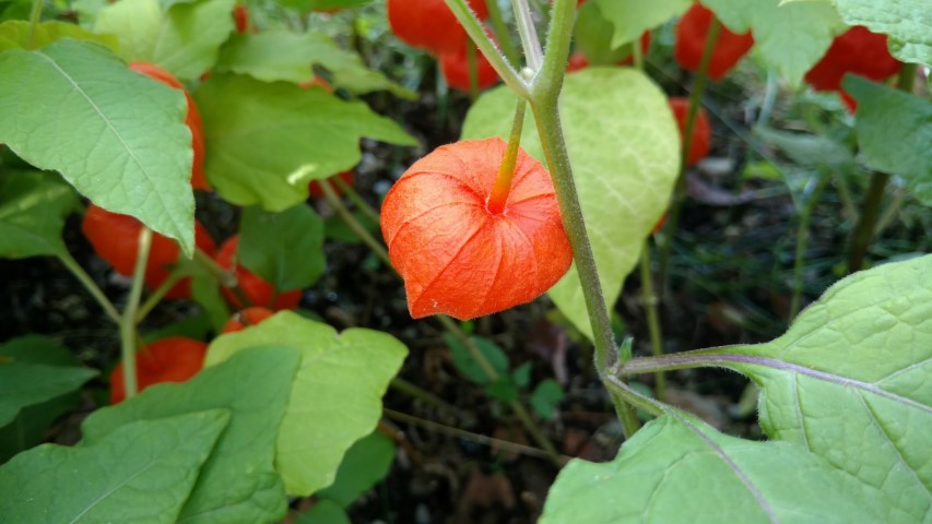 Physalis alkekengi plantplacesimage20170812_174309.jpg