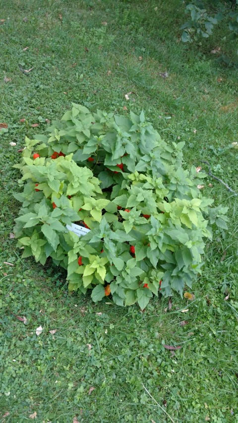 Physalis alkekengi plantplacesimage20170812_174320.jpg