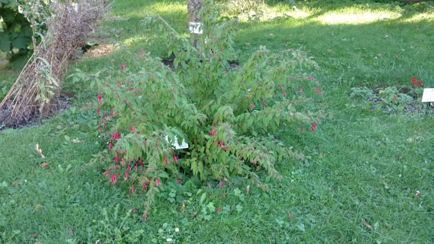 Fuchsia magellanica plantplacesimage20170812_175252.jpg