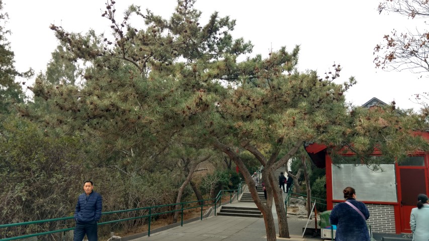 Pinus nigra plantplacesimage20171121_120356.jpg