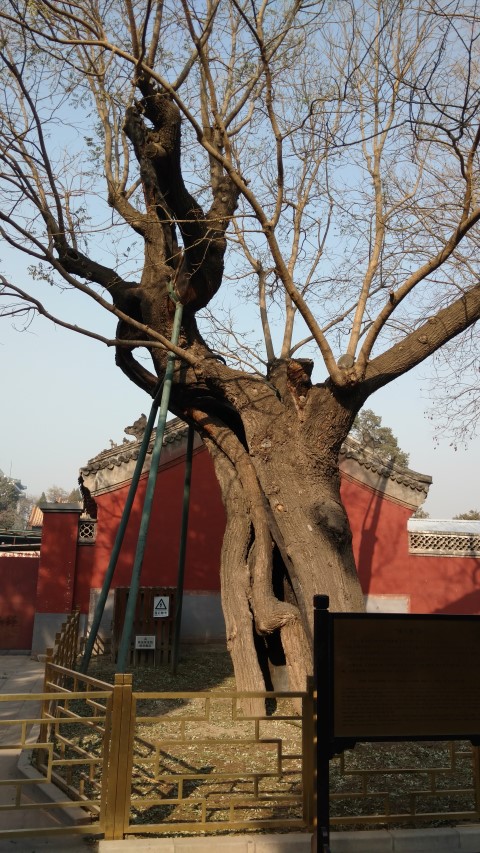 Styphnolobium japonicum plantplacesimage20171121_132816.jpg