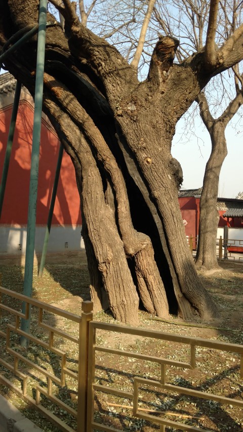 Styphnolobium japonicum plantplacesimage20171121_132827.jpg