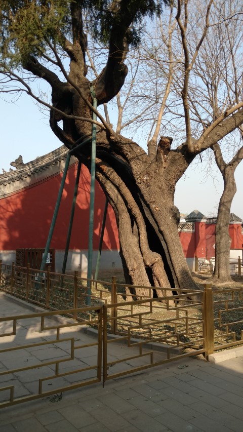 Styphnolobium japonicum plantplacesimage20171121_132836.jpg