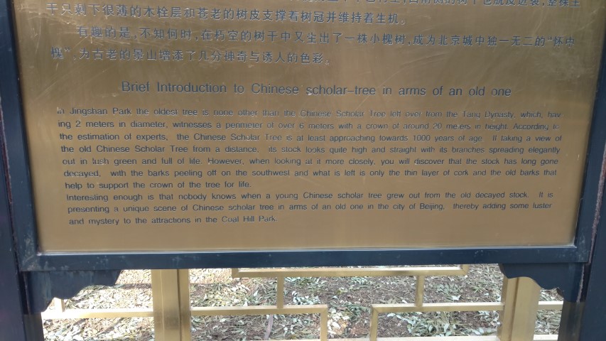 Styphnolobium japonicum plantplacesimage20171121_132846.jpg