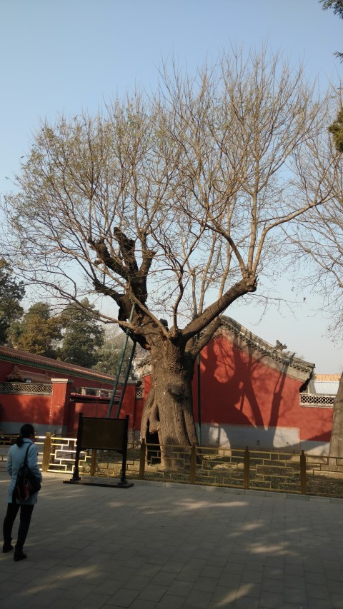 Styphnolobium japonicum plantplacesimage20171121_132902.jpg