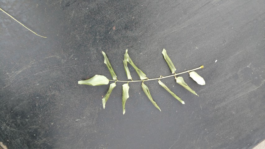 Styphnolobium japonicum plantplacesimage20171121_132919.jpg