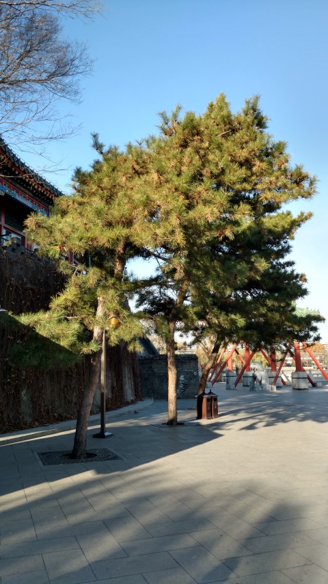 Pinus nigra plantplacesimage20171123_091941.jpg