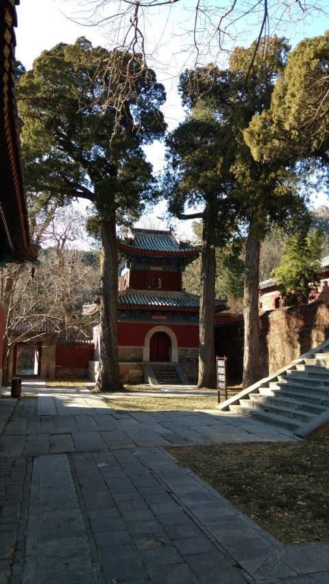 Sabina chinensis plantplacesimage20171126_100500.jpg