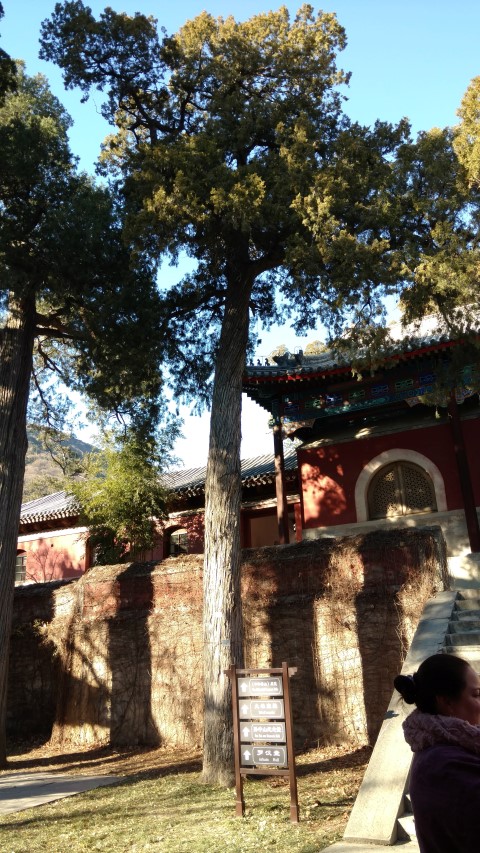 Sabina chinensis plantplacesimage20171126_100552.jpg