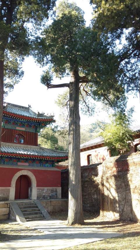 Sabina chinensis plantplacesimage20171126_100610.jpg