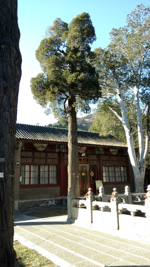 Sabina chinensis plantplacesimage20171126_100810.jpg