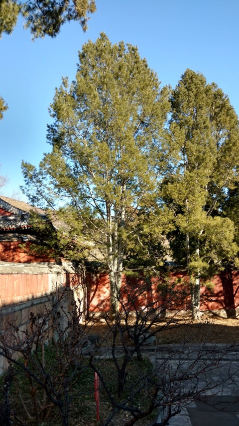 Pinus bungeana plantplacesimage20171126_101531.jpg