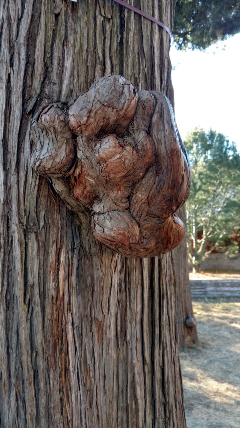 Sabina chinensis plantplacesimage20171126_101747.jpg